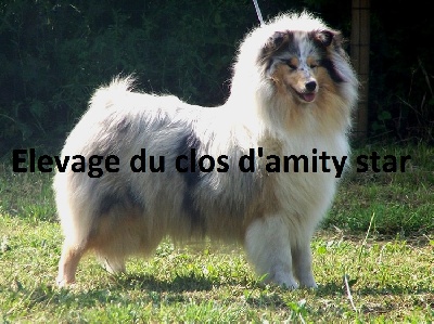 du Clos d'Amity Star