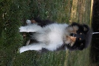 CHIOT